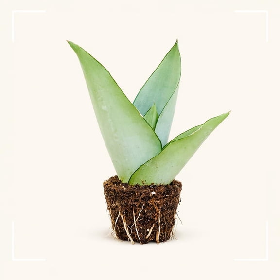 PLANT NOOK Snake Plant 'Moonshine' Live Plant 1 Pack Medium Size | Silver Green Indoor Houseplant Modern Low Light Drought Tolerant Easy Care Sansevieria