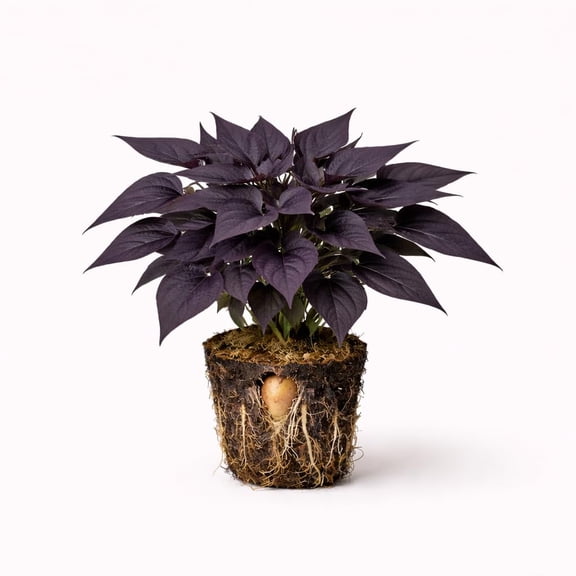 PLANT NOOK Sweet Potato Vine Blackie Live Plant Starter Plug 2-Pack | Deep Purple Black Lobed Leaves | Fast Trailing Spiller for Hanging Baskets Pots Borders Full Sun