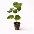 thumbnail image 1 of PLANT NOOK Triple Crown Thornless BlackBerry (Rubus) Live Plant Starter Plug 2-Pack | Large Sweet Berries, Heavy Yields | Semi-Erect Bramble for Trellis, Patio Pots & Garden Rows, 1 of 6