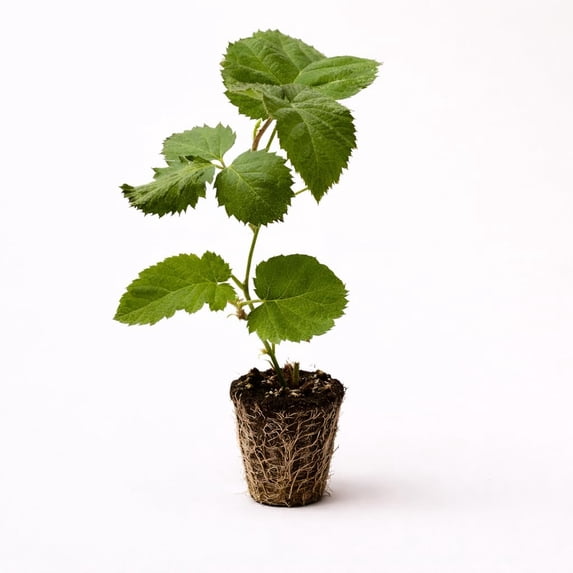 PLANT NOOK Triple Crown Thornless BlackBerry (Rubus) Live Plant Starter Plug 2-Pack | Large Sweet Berries, Heavy Yields | Semi-Erect Bramble for Trellis, Patio Pots & Garden Rows