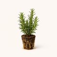 thumbnail image 1 of PLANT NOOK Tuscan Blue Rosemary Live Plant Starter Plug 2-Pack | Tall Upright Evergreen Herb | Aromatic Cooking Rosemary | Great for Hedges Pots and Waterwise Gardens, 1 of 1