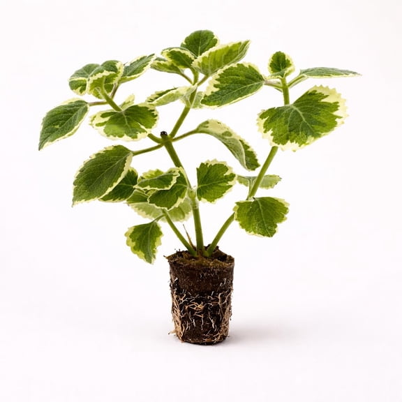 PLANT NOOK Variegated Cuban Oregano Live Plant | Coleus (Plectranthus) amboinicus Variegatus | Aromatic Edible Herb with Cream-Edged Leaves | Full Sun to Partial Shade | Indoor or Patio Container