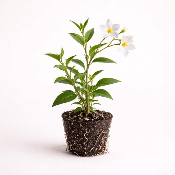 PLANT NOOK Variegated Potato Vine Solanum jasminoides Live Plant Starter Plug 2-Pack | Variegated Foliage with White Star Flowers | Fast Growing Climbing Vine for Trellis