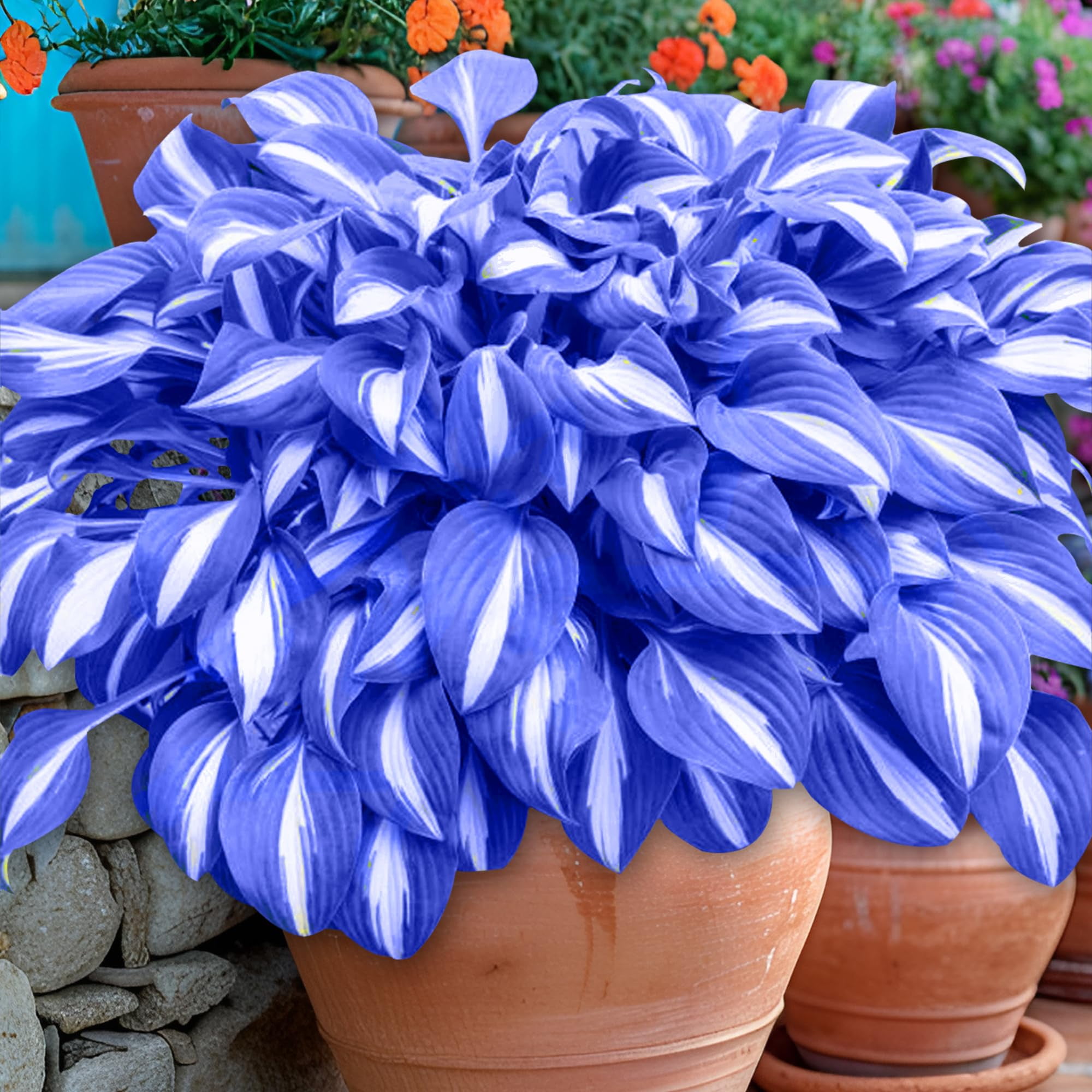 Container Hosta Container Hosta Plants 100+ Hosta Seeds | Mixed Rare Shade Perennial ...