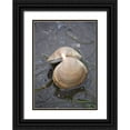 thumbnail image 1 of PLank, Savanah 11x14 Black Ornate Wood Framed with Double Matting Museum Art Print Titled - Alaska-Ketchikan-cockle shell on beach, 1 of 4