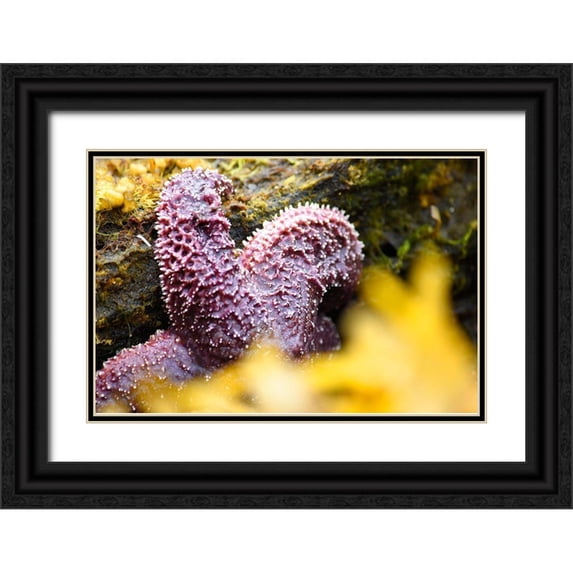 PLank, Savanah 14x11 Black Ornate Wood Framed with Double Matting Museum Art Print Titled - Alaska-Ketchikan-Sea star (Pisaster orchraceus)