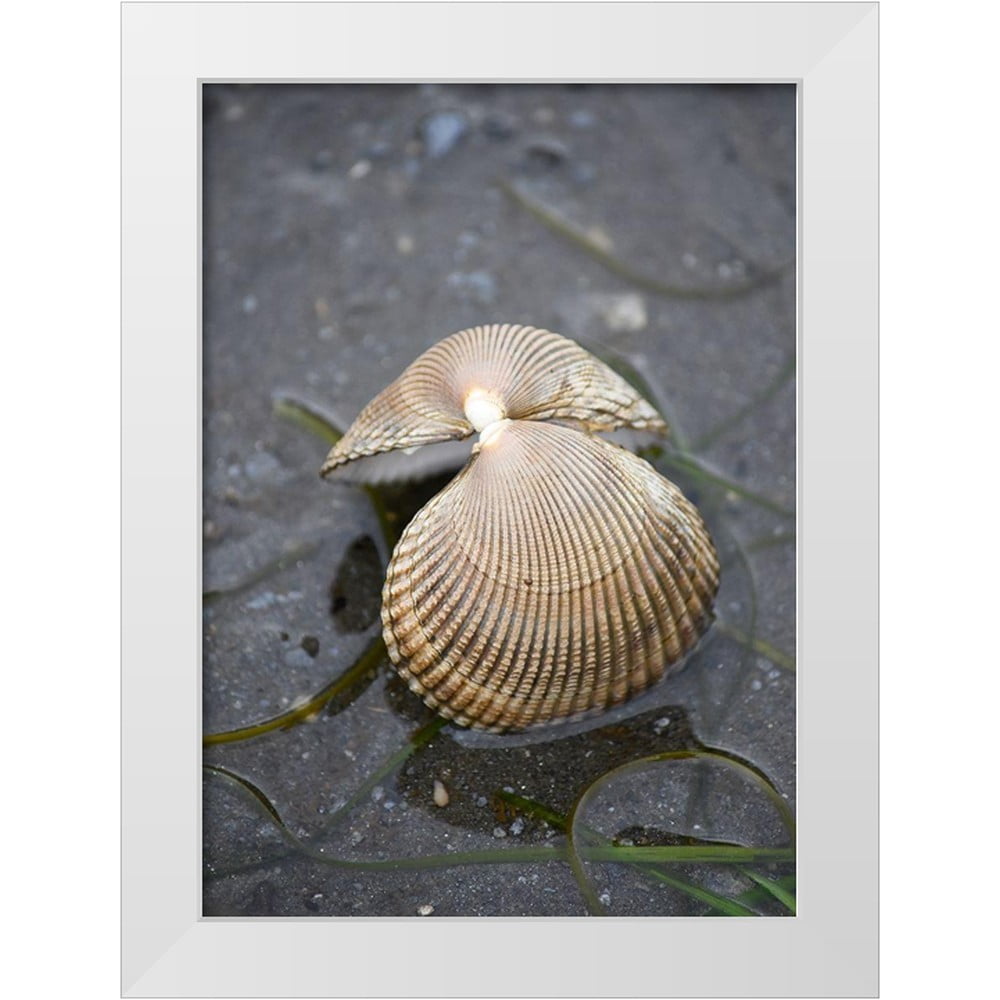 Cockleshell Print PLank, Savanah 14x18 White Modern Wood Framed Museum Art Print Titled ...