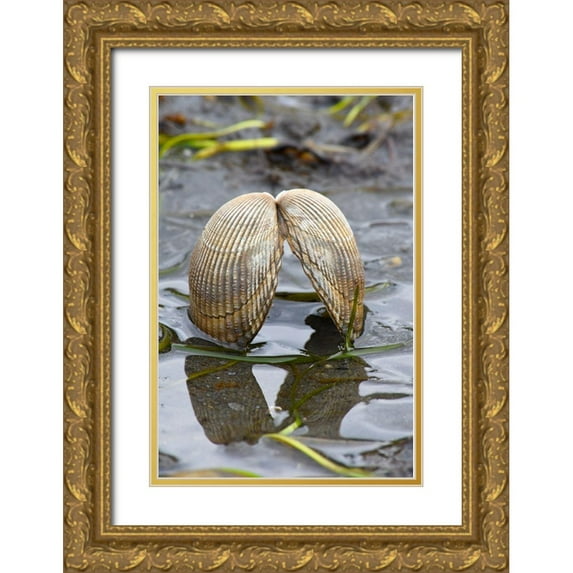 PLank, Savanah 17x24 Gold Ornate Wood Framed with Double Matting Museum Art Print Titled - Alaska-Ketchikan-cockle shell on beach