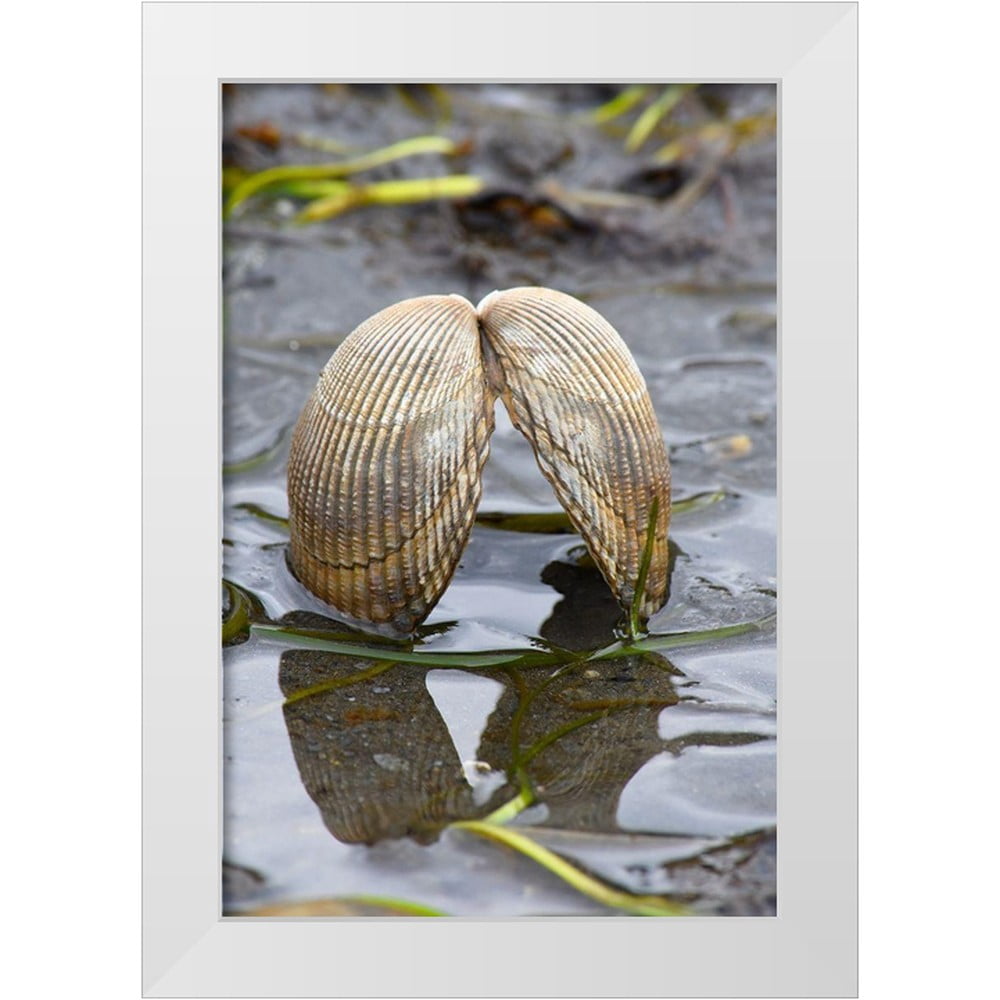 Cockleshell Print PLank, Savanah 17x24 White Modern Wood Framed Museum Art Print Titled ...