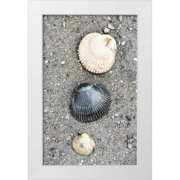 PLank, Savanah 17x24 White Modern Wood Framed Museum Art Print Titled - Alaska-Ketchikan-cockle shells on beach