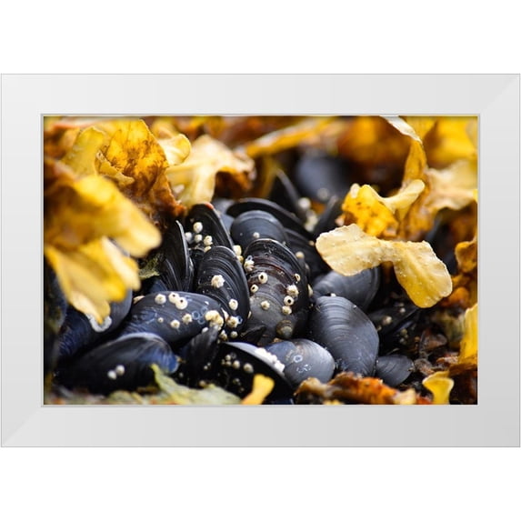 PLank, Savanah 18x13 White Modern Wood Framed Museum Art Print Titled - Alaska-Ketchikan-mussels on beach with barnacles