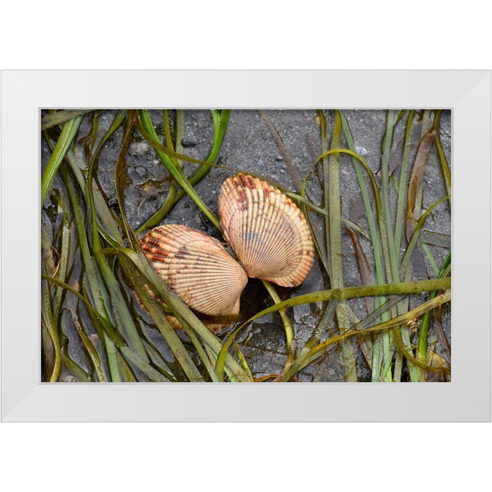 Cockleshell Print PLank, Savanah 24x17 White Modern Wood Framed Museum Art Print Titled ...