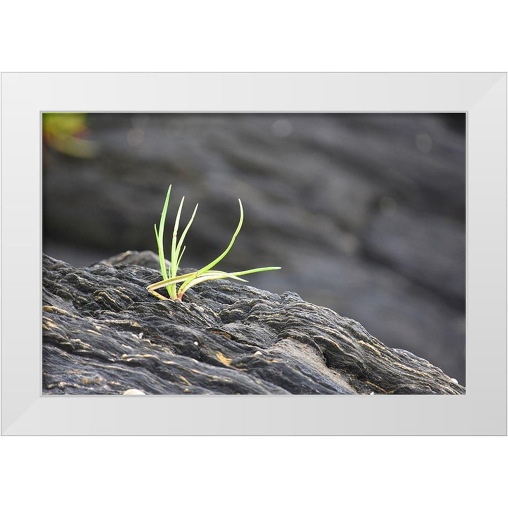 PLank, Savanah 24x17 White Modern Wood Framed Museum Art Print Titled ...