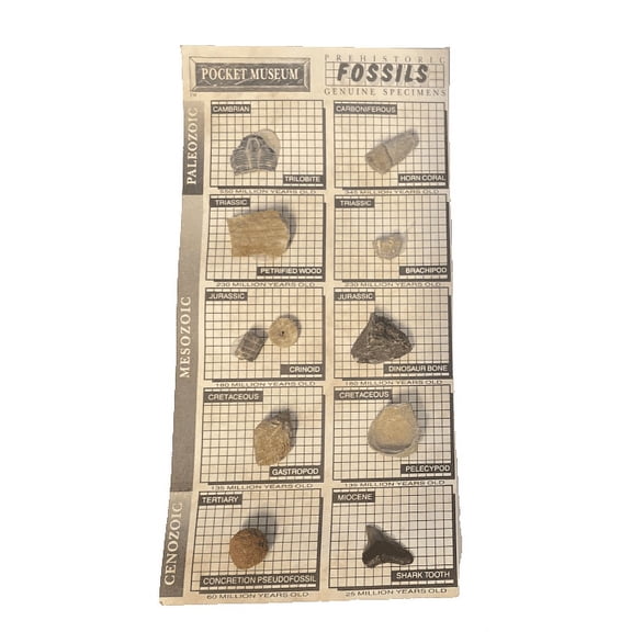 POCKET MUSEUM FOSSILS