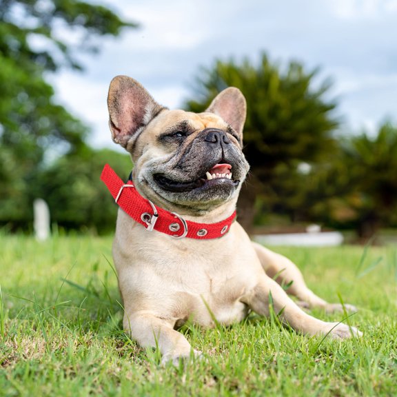 POPETPOP Adjustable Red Pet Collar Comfortable Foam Material with Alloy Buckle for Dogs and Cats