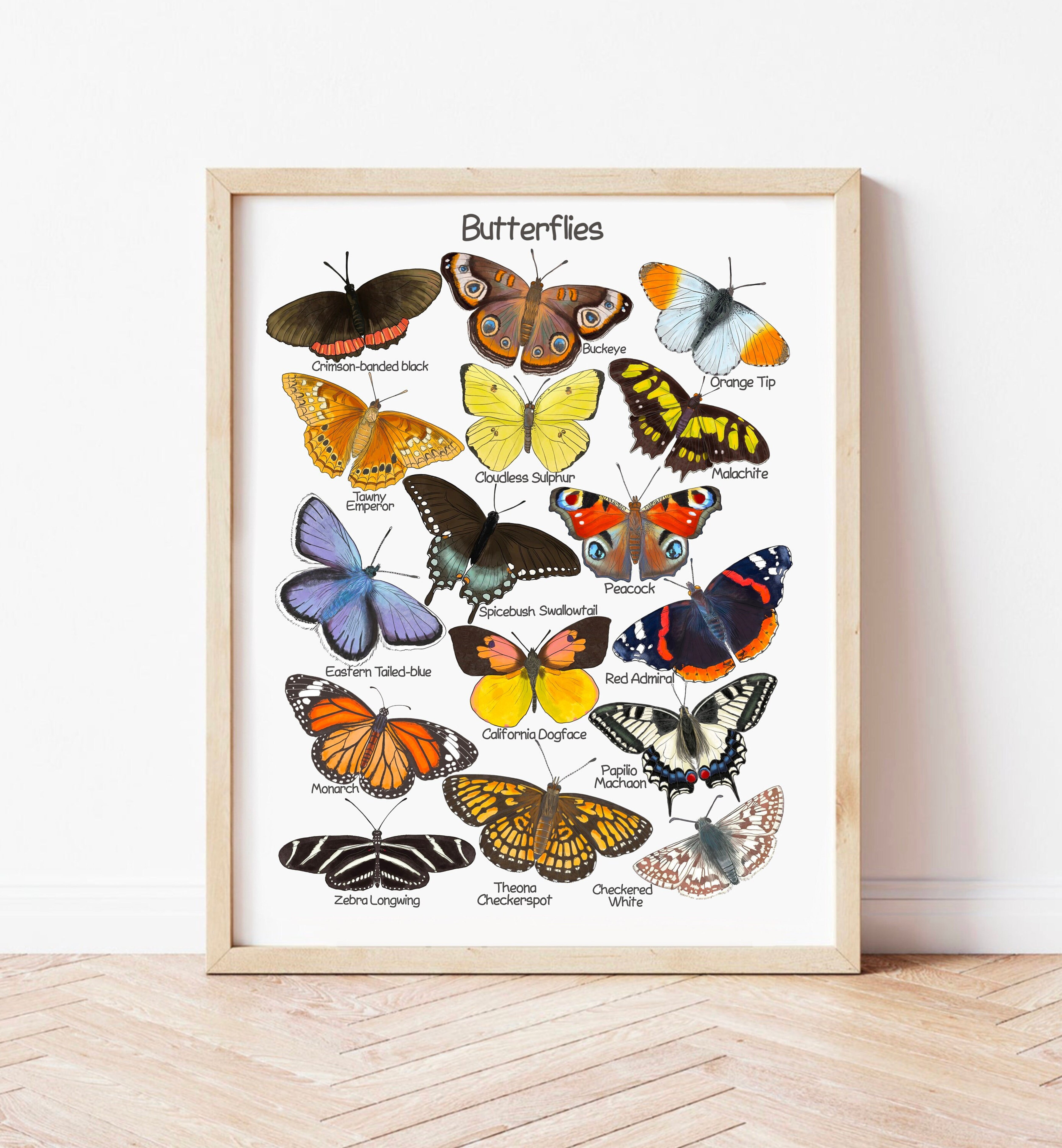 POSTER Butterfly Poster Nature Educational Posters Charlotte Mason