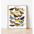 POSTER Butterfly Poster Nature Educational Posters Charlotte Mason