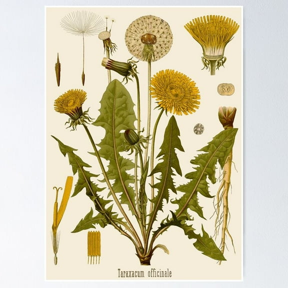 POSTER Dandelion POSTER UNFRAMED, 8x12