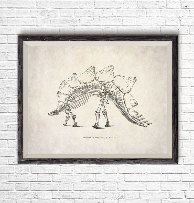 POSTER Dinosaur Stegosaurus Dinosaur print, anatomy print, dinosaur art ...