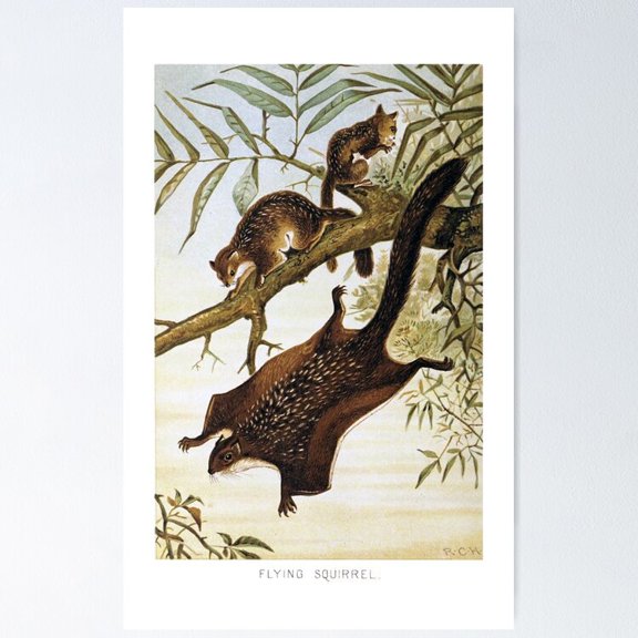 POSTER Flying Squirrel POSTER UNFRAMED, 8x12