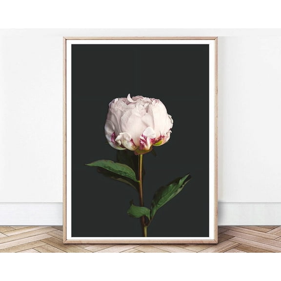 POSTER Peony Photography Wall Art Print. Great Home Decor-12x18-UNFRAMED