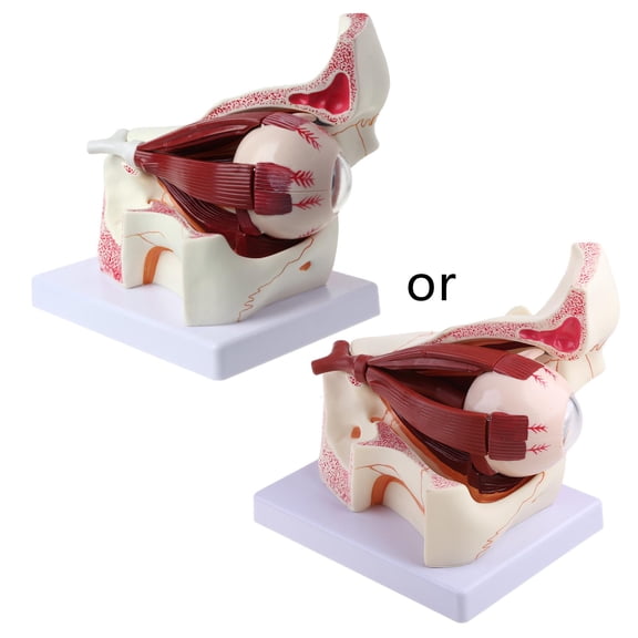 POYOGA 3 Times Human Eyeball and Eyelid Skeleton Model Orbit Anatomical Study Display f