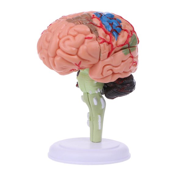 POYOGA 4D Disassembled Anatomical Human Brain Model Anatomy Medical Teaching Tool Statu