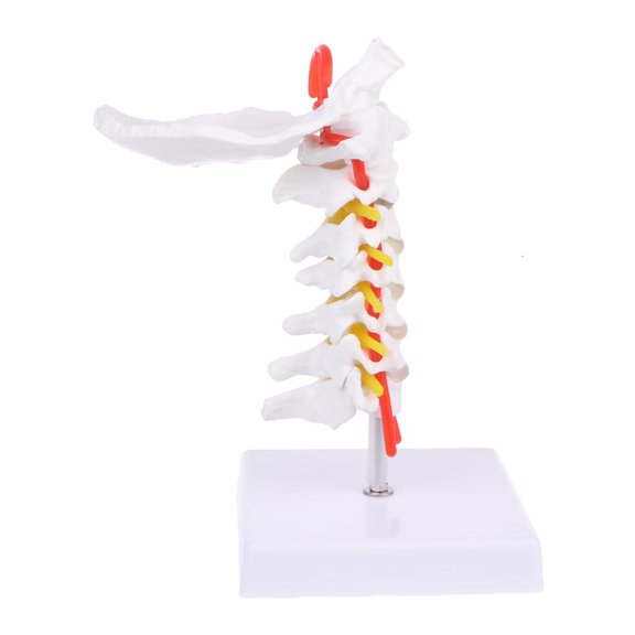 POYOGA Cervical Vertebra Arteria Spine Spinal Nerves Anatomical Model Life Size