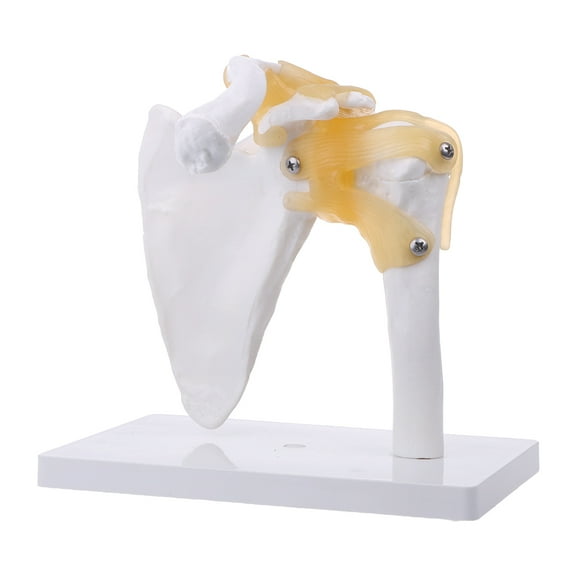 POYOGA Functional Anatomical Life Size Human Anatomy Skeleton Shoulder Joint Bone Muscl