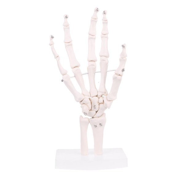 POYOGA Hand Joint Anatomical Skeleton Model Human Medical Anatomy Study Tool Life Size