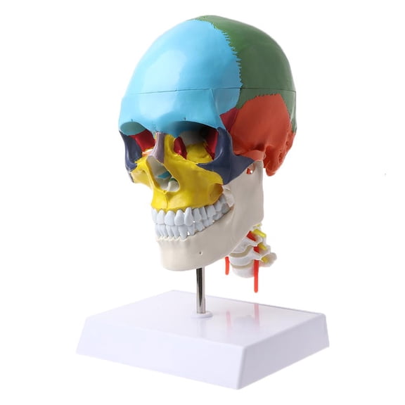 POYOGA Human Anatomy Skeleton Anatomical Model with Colored Bones Cervical Vertebra Scu