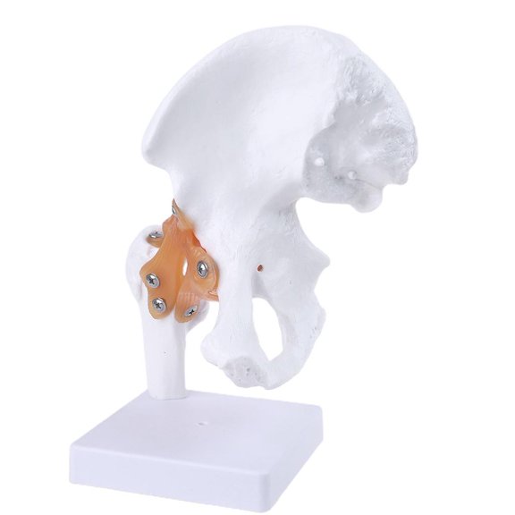 POYOGA Life Size Ligament Hip Joint Medical Anatomy Model Skeleton Teaching Tool