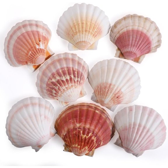 PPCLION 8 PCS 4-4.5 Inch Natural White&Pink Scallop Shells Sea Shells for DIY Craft Home Dcor