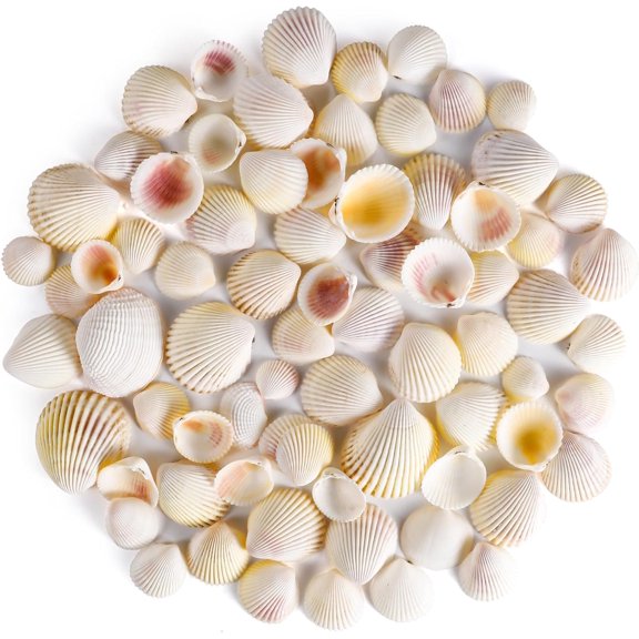 PPCLION 80 PCS 0.8-1.8 Inch Natural Scallop Shells Sea Shells for DIY Craft Home Dcor