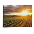 thumbnail image 1 of PRATYUS Wall Art Picture on Canvas Sunrise strawberry farm landscape agricultural agriculture Framed Poster Artwork Stretched and Framed Paintings Home Decor Living Room Ready to Hang 20x16 Inch, 1 of 3