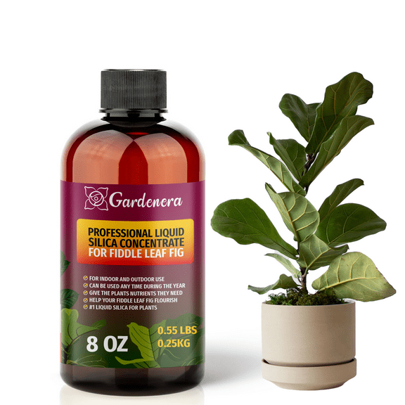 ⭐ PREMIUM Bioavailable Silica Fertilizer for Fiddle Leaf Fig – 8oz – Ideal for Hydroponics & Soil – Healthier Plants with Strong Stalks - CONCENTRATE