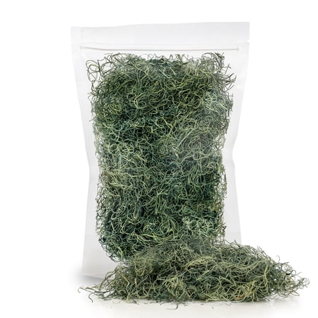 ? PREMIUM Spanish Moss in Basil| Natural Preserved - Great Ground Cover - Filler for Potted Plants - by ://N ? LOVA - 10 Quart Bag