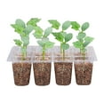 thumbnail image 1 of PRETXORVE Seed Trays, Reusable Transparent Plastic Growth Germination Tray with Hole, 1 of 8