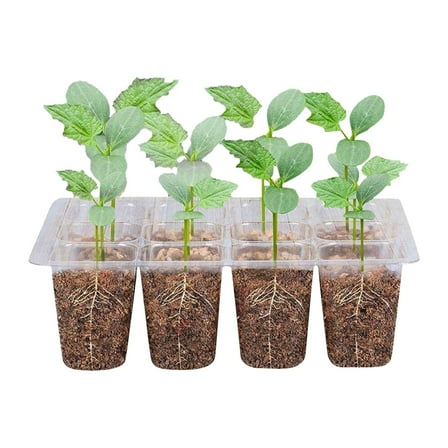 PRETXORVE Seed Trays, Reusable Transparent Plastic Growth Germination Tray with Hole