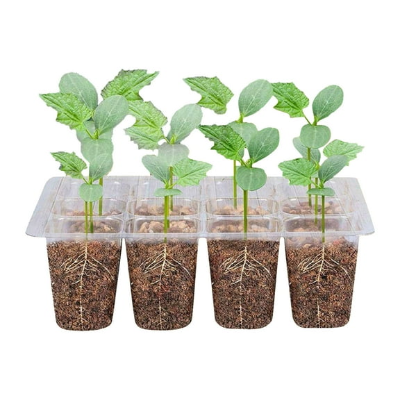 PRETXORVE Seed Trays, Reusable Transparent Plastic Growth Germination Tray with Hole