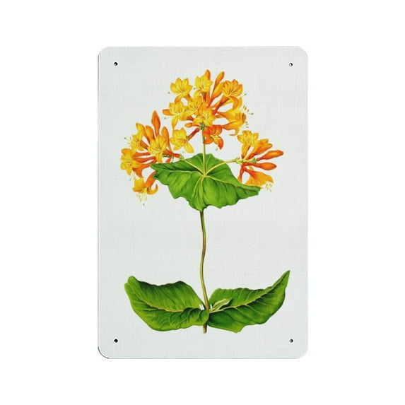 PRINTABLE WALL ART Lonicera Honeysuckle Flower tin sign, Wall Decor, Home Decor, Printable Art, Botanical Print,Retro style, farmhouse decoration, home, bar, garage, tin sign 5.5x8 inches