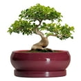 thumbnail image 1 of 12 inch Large Ceramic Bonsai Pot,Shallow Succulents Planter with Drainage Hole and Saucer for Indoor & Outdoor Plants,Plant Lover Gift,Agate Red, 1 of 7