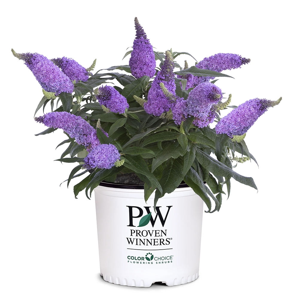 Proven Winners ColorChoice Pugster Amethyst Buddleia Live Shrub (2 Gallon)
