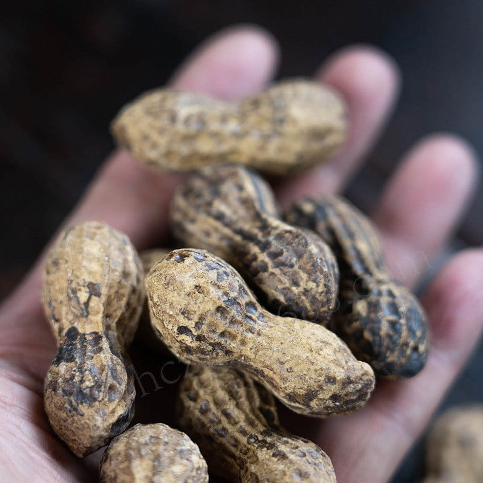 PTJKU Sand Tea Pet Exquisite Figurine, Symbol of Luck & Prosperity