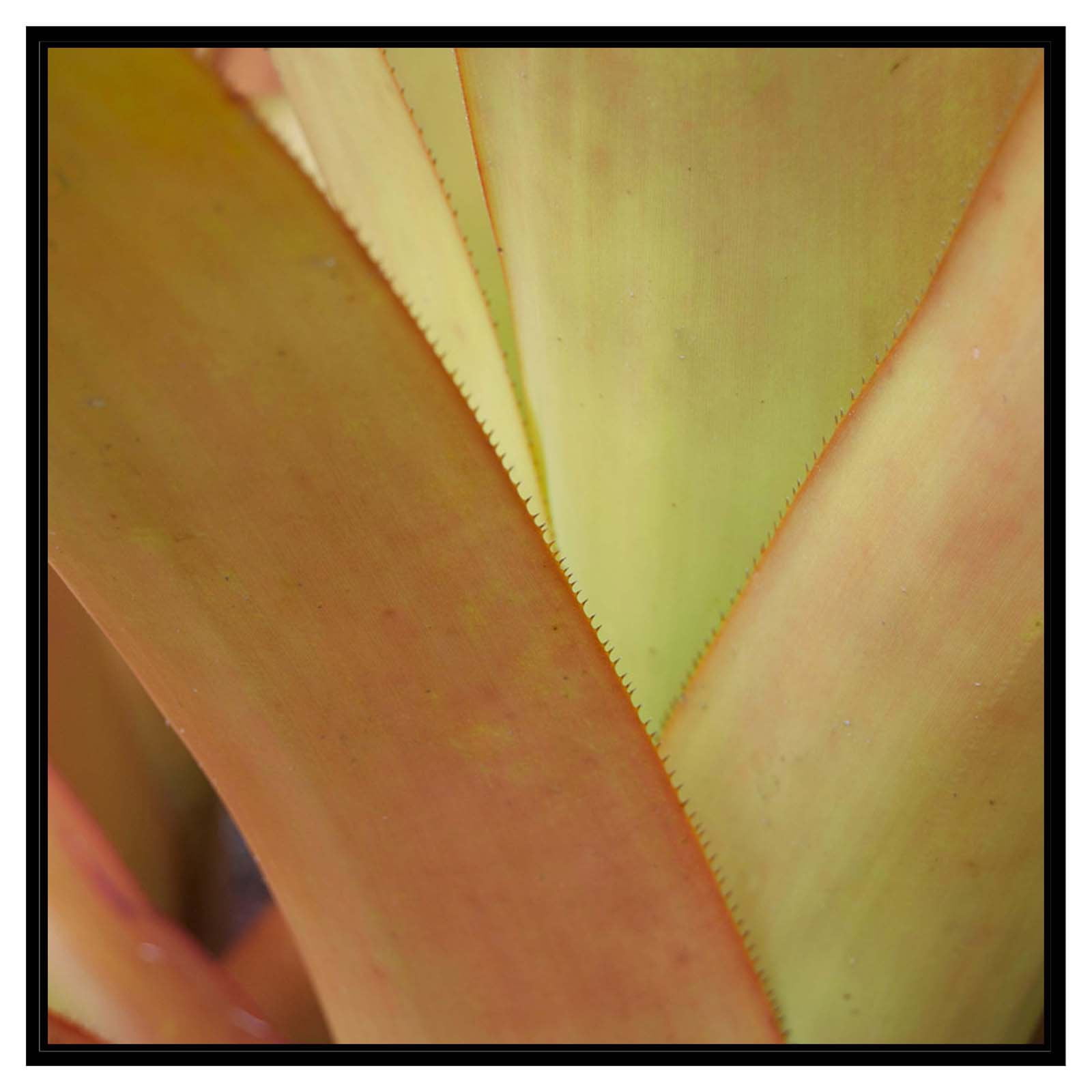 3 Lion Leaves