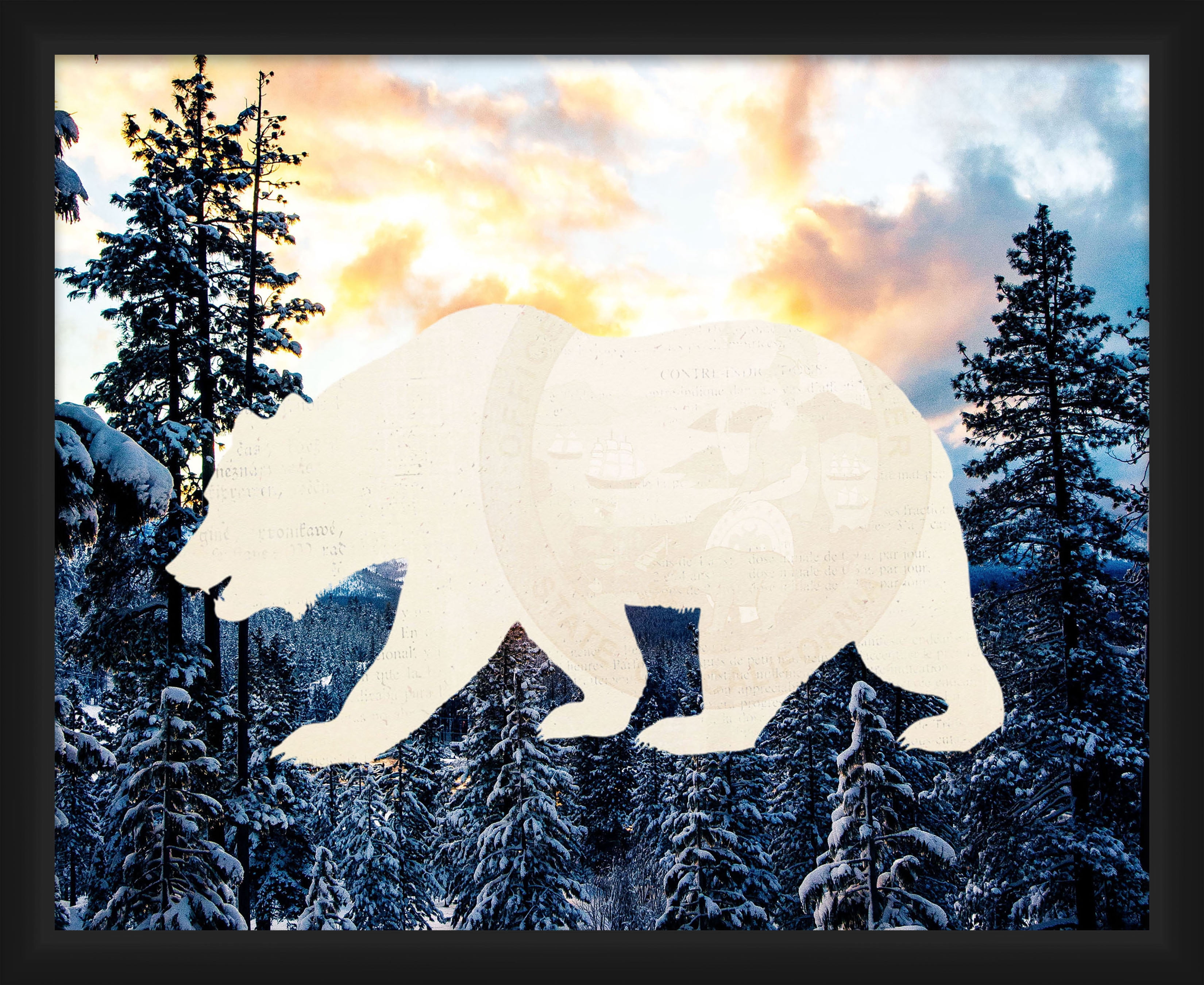 PTM Images,Bear Nature