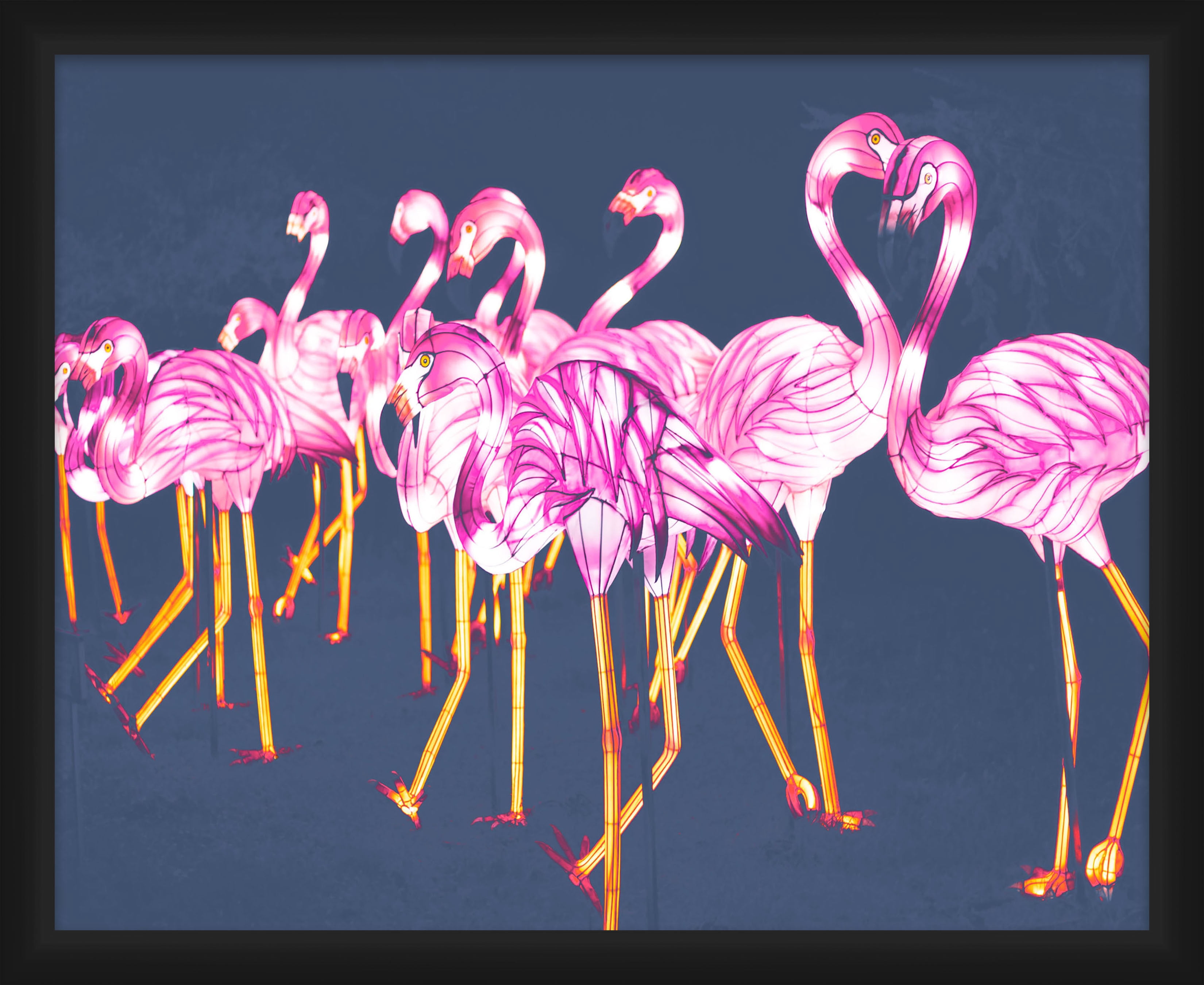 Flamingo