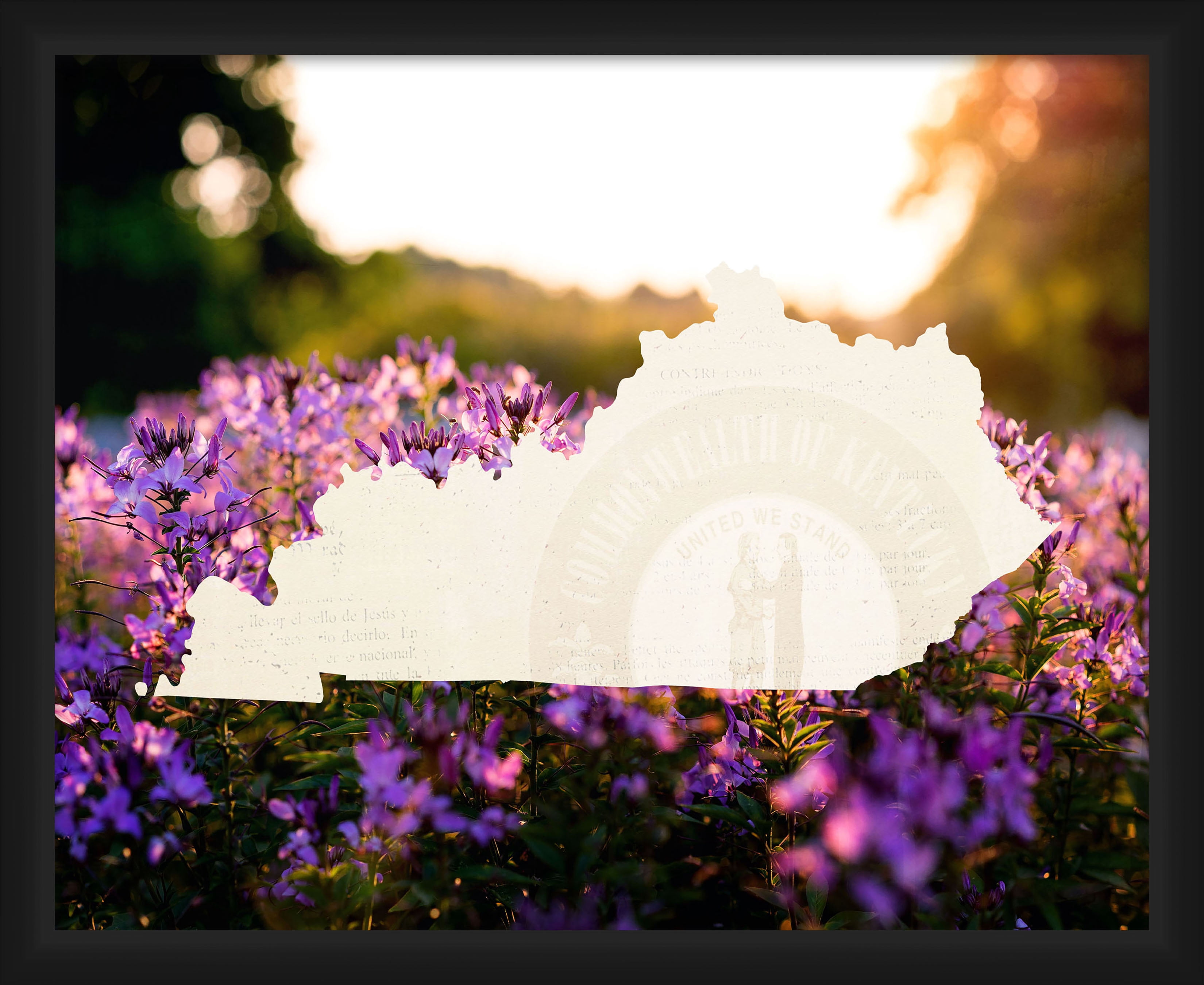 PTM Images,Kentucky Countour Flower
