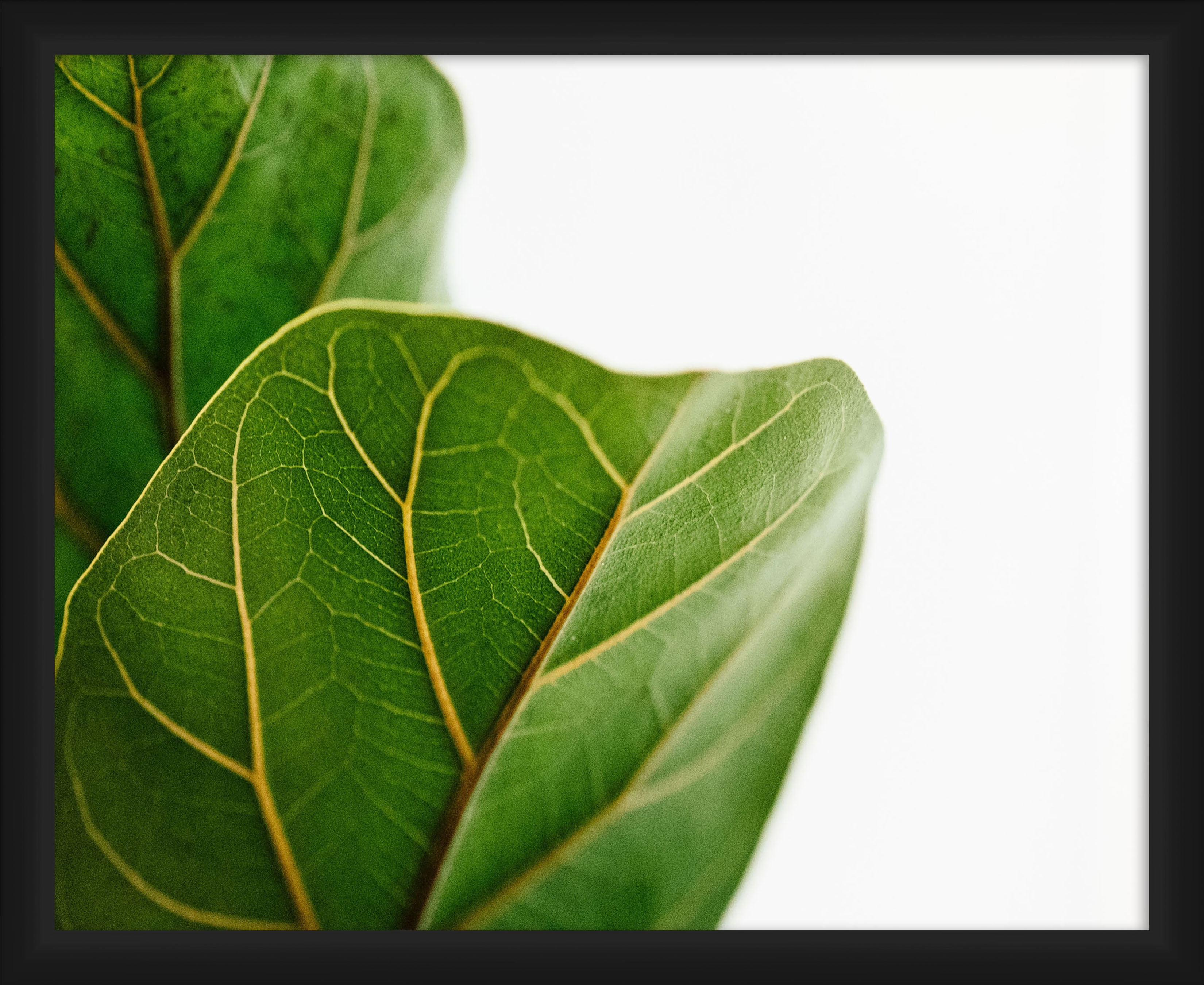 PTM Images,Leaves
