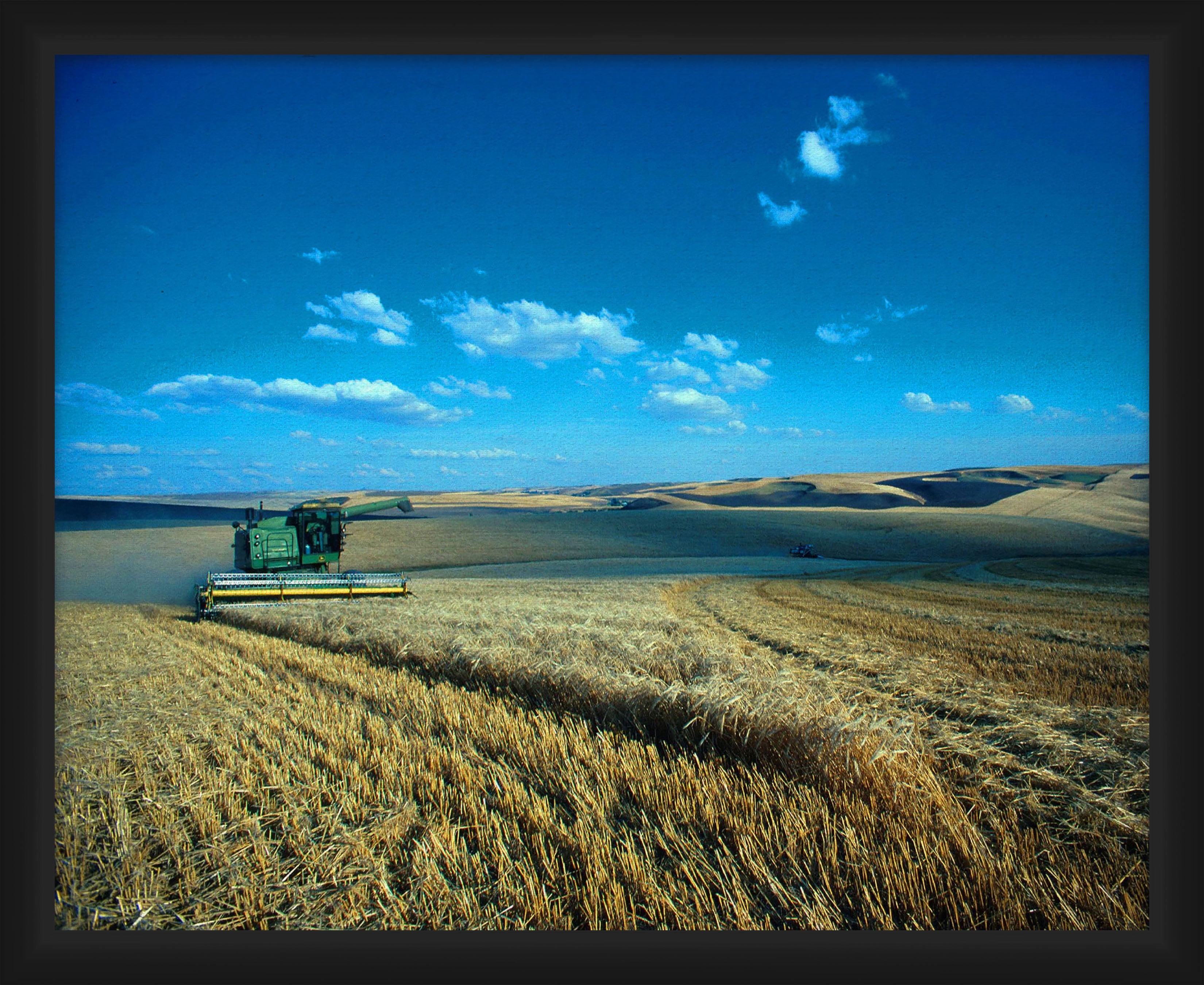 Wheat